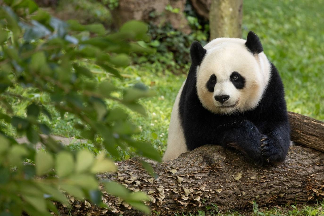 El panda Mei Xiang, de 25 años, uno de los enviados a China desde el zoo de Washington.