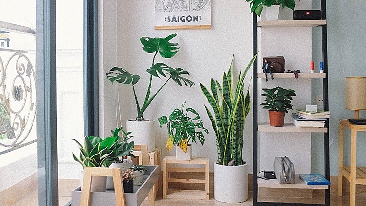 Plantas de invierno: cuáles son las más resistentes