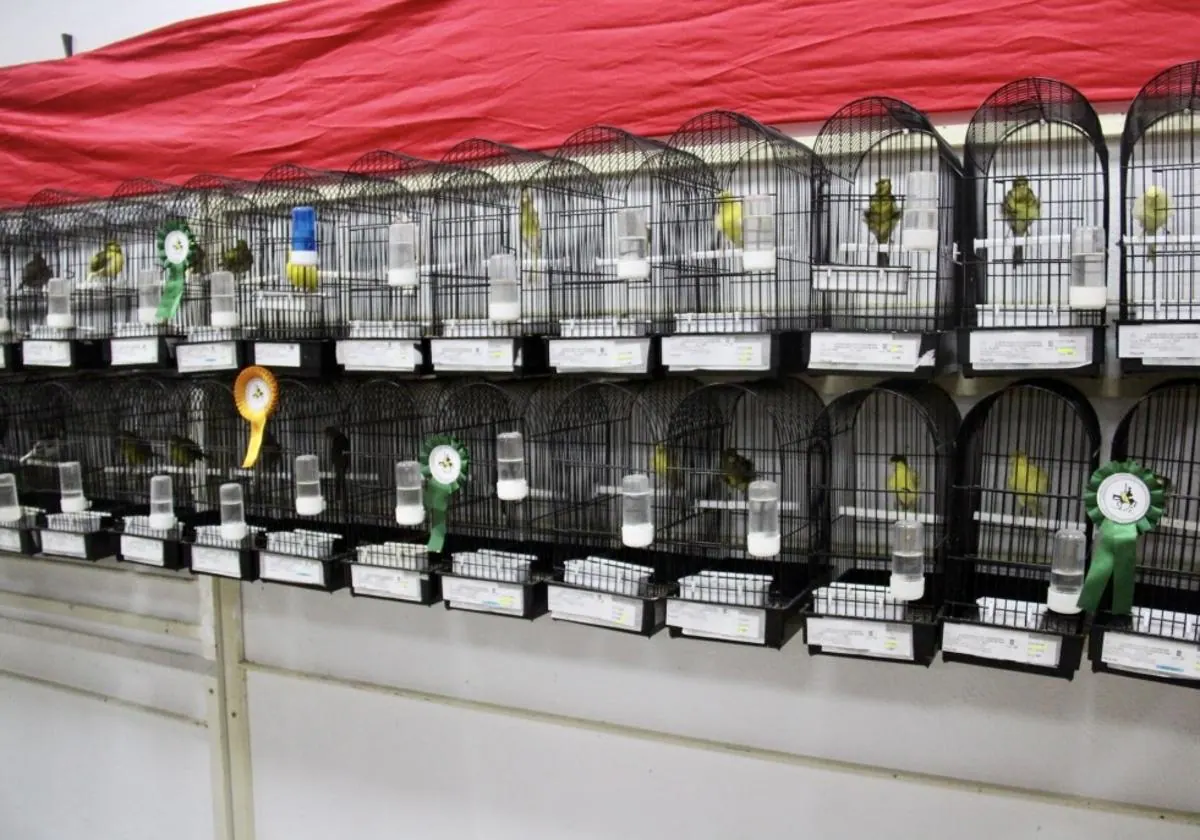 Algunas de las aves robadas en el Concurso Exposición Ornitológico de Alcázar de San Juan.