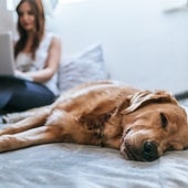 ¿Quieres que tú perro tenga un buen descanso? Te traemos una selección de las mejores camas