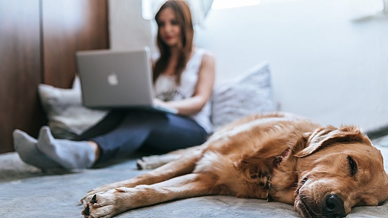 ¿Quieres que tú perro tenga un buen descanso? Te traemos una selección de las mejores camas