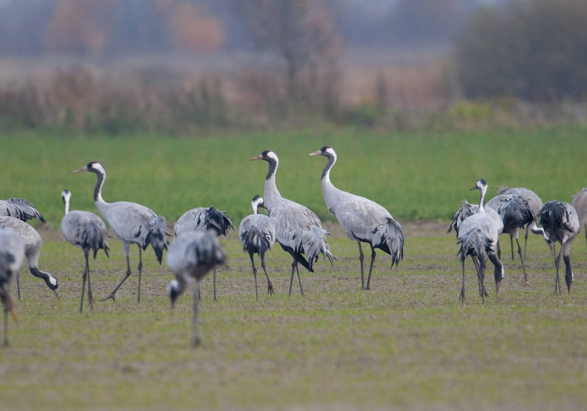 Las grullas son una de las especies invernales que estos días se pueden ver cruzando los cielos peninsulares.