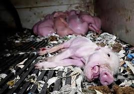 Un lechón moribundo en las instalaciones de la granja de Quintanilla del Coco denunciada por Observatorio de Bienestar Animal.