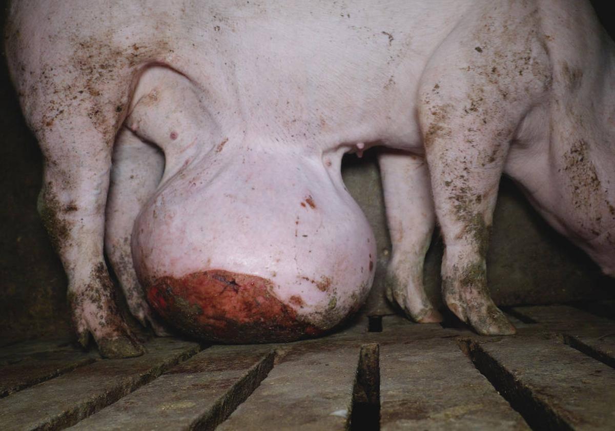 Imagen principal - En las imágenes que aporta la ONG se observa un cerdo con una hernia de siete kilos, otra escena de canibalismo y un trabajador conduciendo a los cerdos al camión con una picana eléctrica.