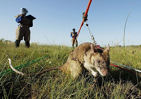 Las ratas conquistan las trincheras de Ucrania y Rusia