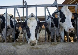 La ganadería supone el 12% de todas las emisiones de carbono