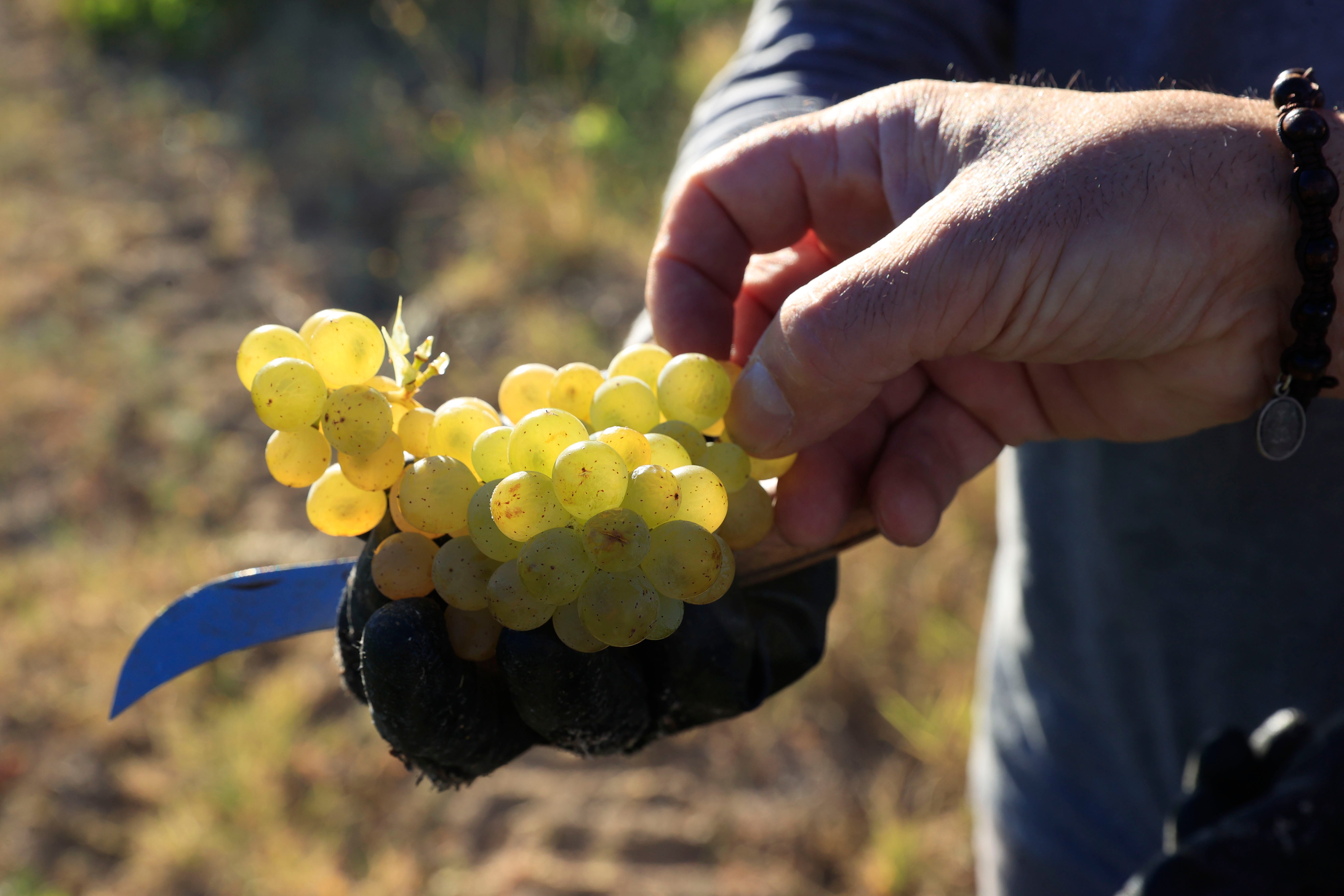 Las uvas de la suerte se enfrentan al cambio climático