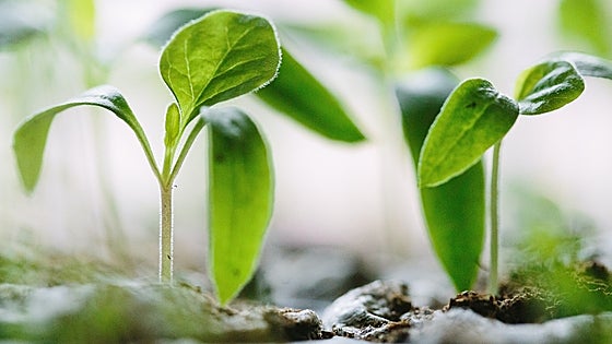 Los mejores semilleros para que tus plantas germinen con éxito