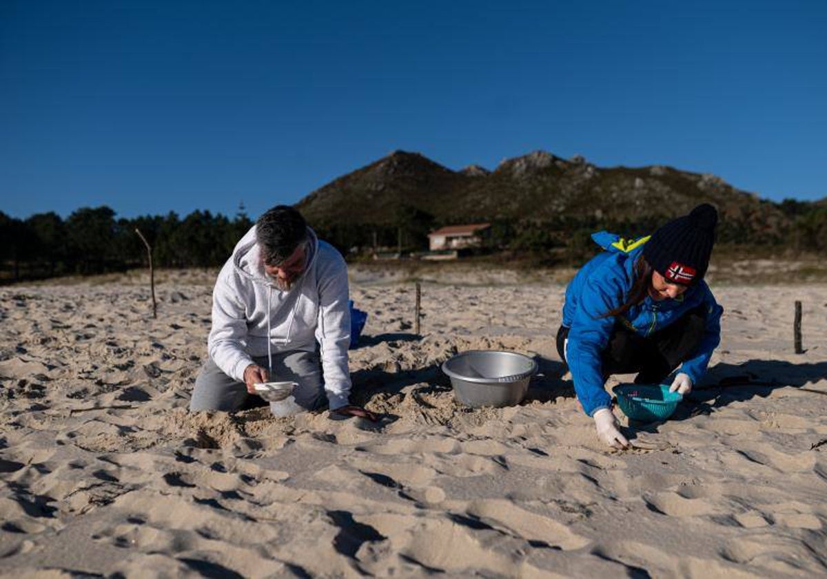 Imagen principal - Voluntarios recogen pellets en las playas de la ría de Noia.