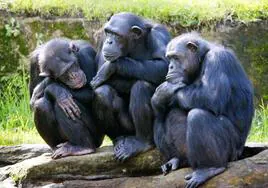 Grupo de hembras de chimpancés, especie con una desarrollada memoria social.