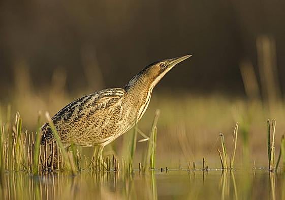 Un avetoro común en un humedal.