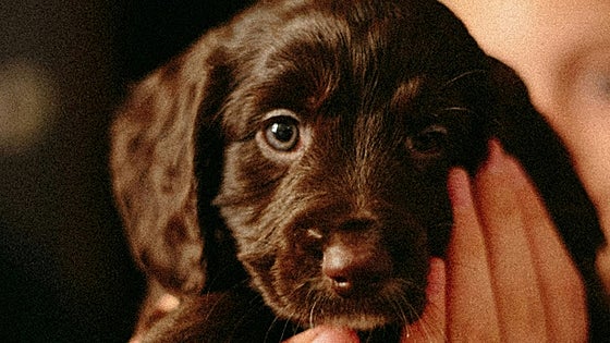 Primera mascota: lo que debes saber para dar la bienvenida a tu nuevo amigo adoptado