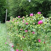 La rosa antigua que se opone a la despoblación rural