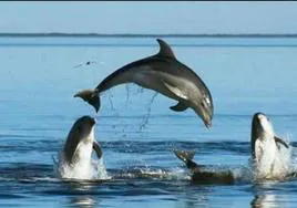Delfines y sandías