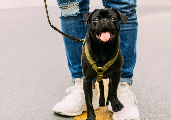 Date un paseo con tu mejor amigo felino con estos arnés y correas para gatos