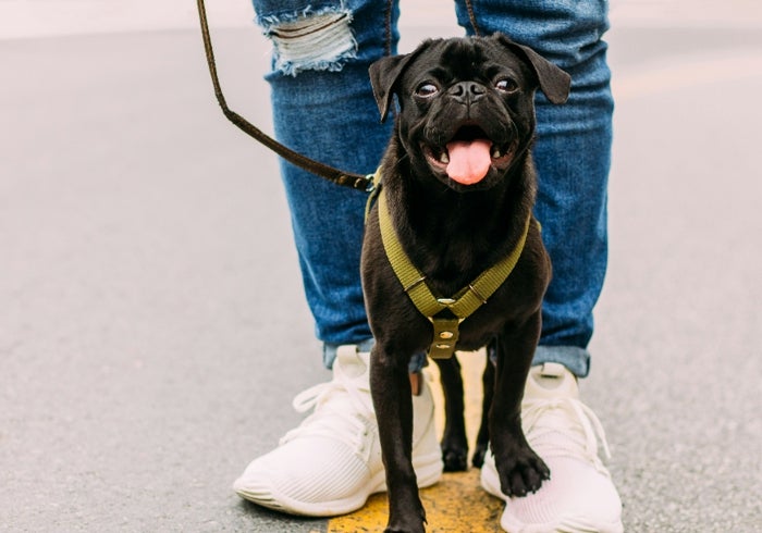 Todo lo que necesitas para pasear a tu perro en invierno