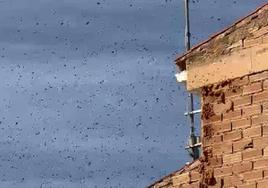 Miles de abejas rodean la casa del vecino