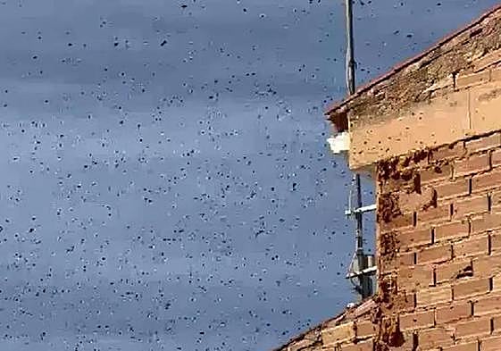 Miles de abejas rodean la casa del vecino
