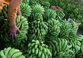 Imagen de una plantación de bananas