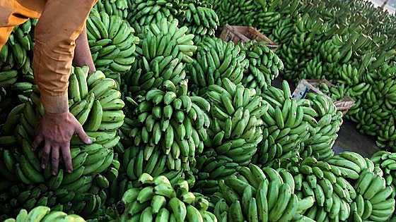 La banana también es usada como arma en la guerra entre Rusia y Ucrania
