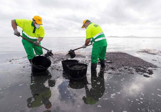 Recogida de toneladas de algas en el Mar Menor, el caso más reciente y sonado de eutrofización, contaminación por nitratos, en España.