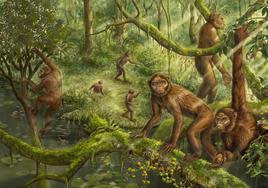 Reconstrucción de cómo serían los 'Lufengpithecus'