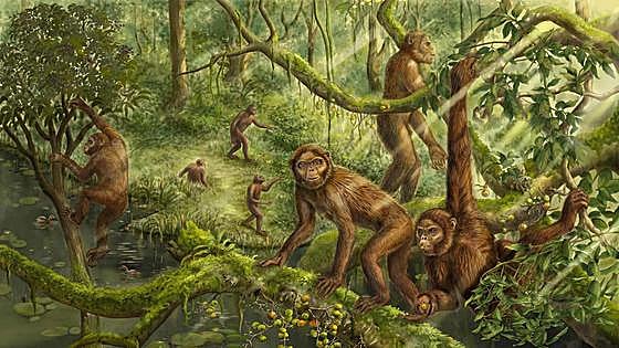 Reconstruyen la evolución hacia la bipedestación a partir del oído interno de uno de nuestros antepasados lejanos