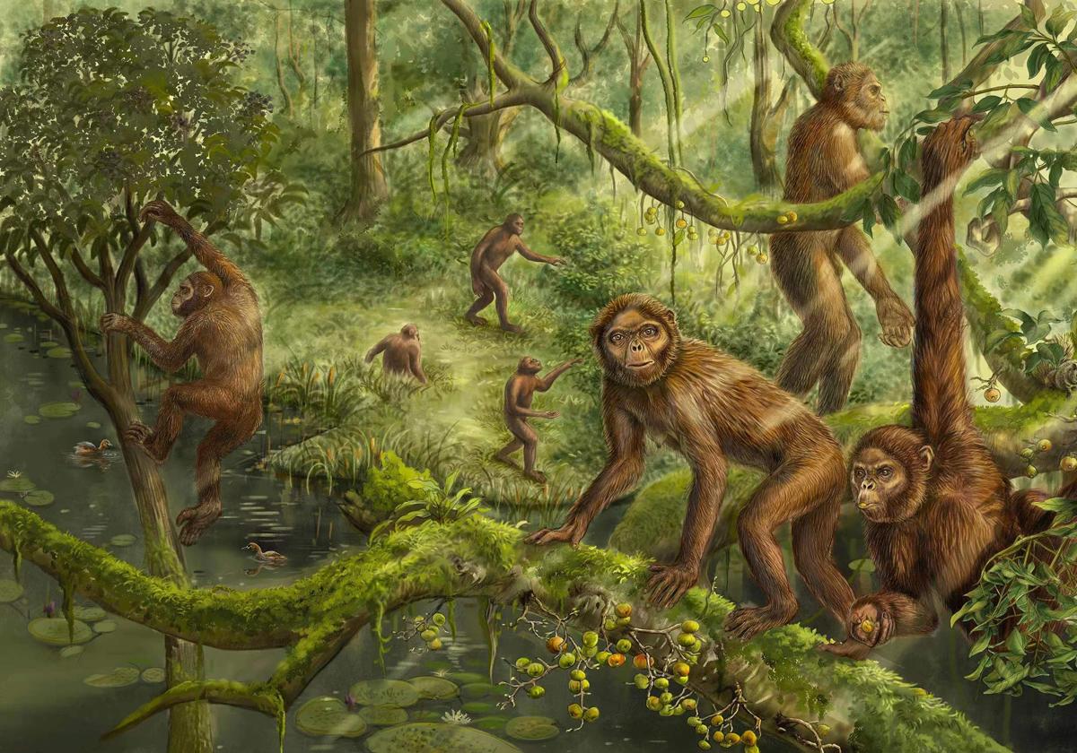 Reconstrucción de cómo serían los 'Lufengpithecus'