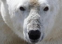 Uno de los 20 osos polares que fueron seguidos con cámaras y sistemas de GPS en Canadá para realizar el estudio sobre los efectos de la hambruna durante el verano Ártico.