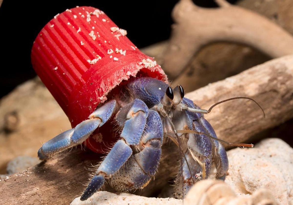 Cangrejo ermitaño con un tapón de plástico a modo de caparazón.