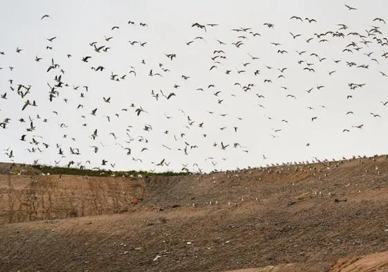 Gaviotas sobrevuelan una montaña de residuos en un vertedero.