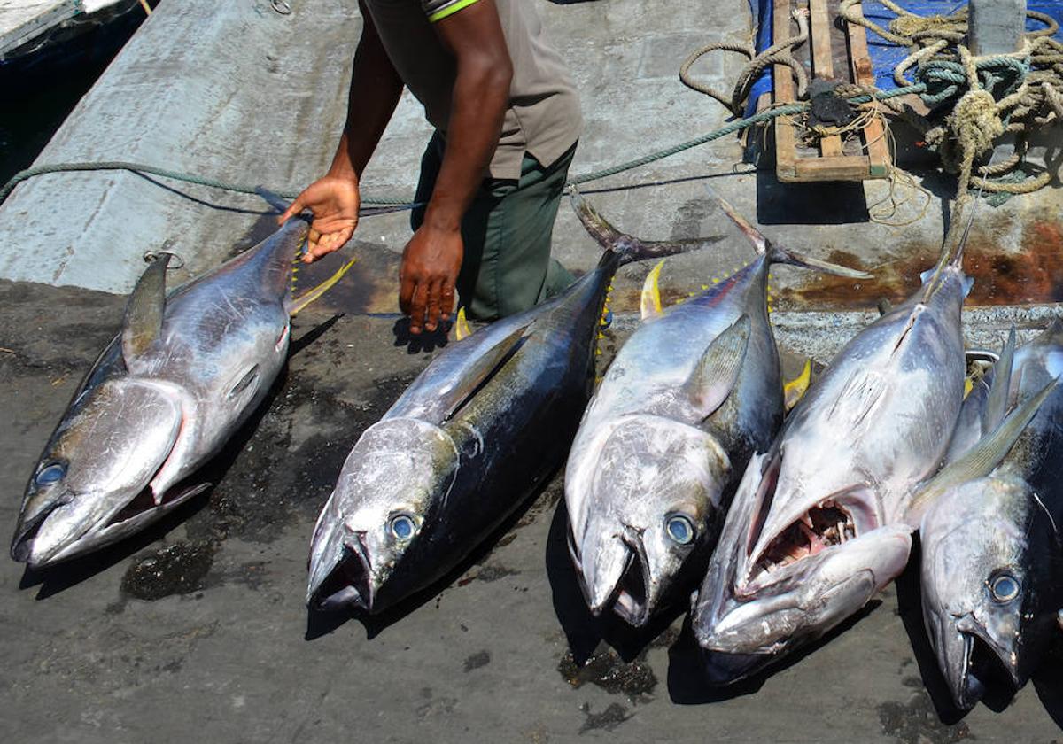 Captura de atunes en las islas Maldivas