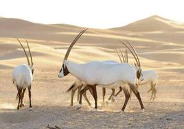 Ejemplares de Oryx árabe, especie extinguida en la naturaleza