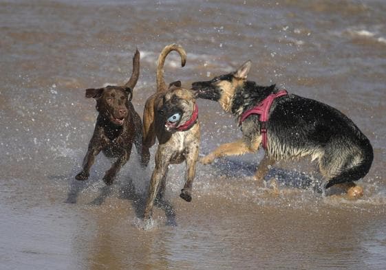 Un grupo de perros juega en la playa