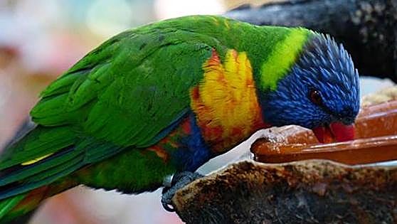 Los pájaros caen en las redes sociales