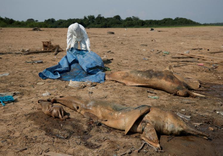 Delfines del amazonas, muertos por la sequía.