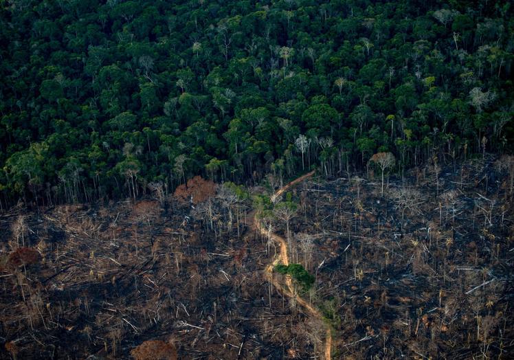 La deforestación acabará estallándonos en la cara.