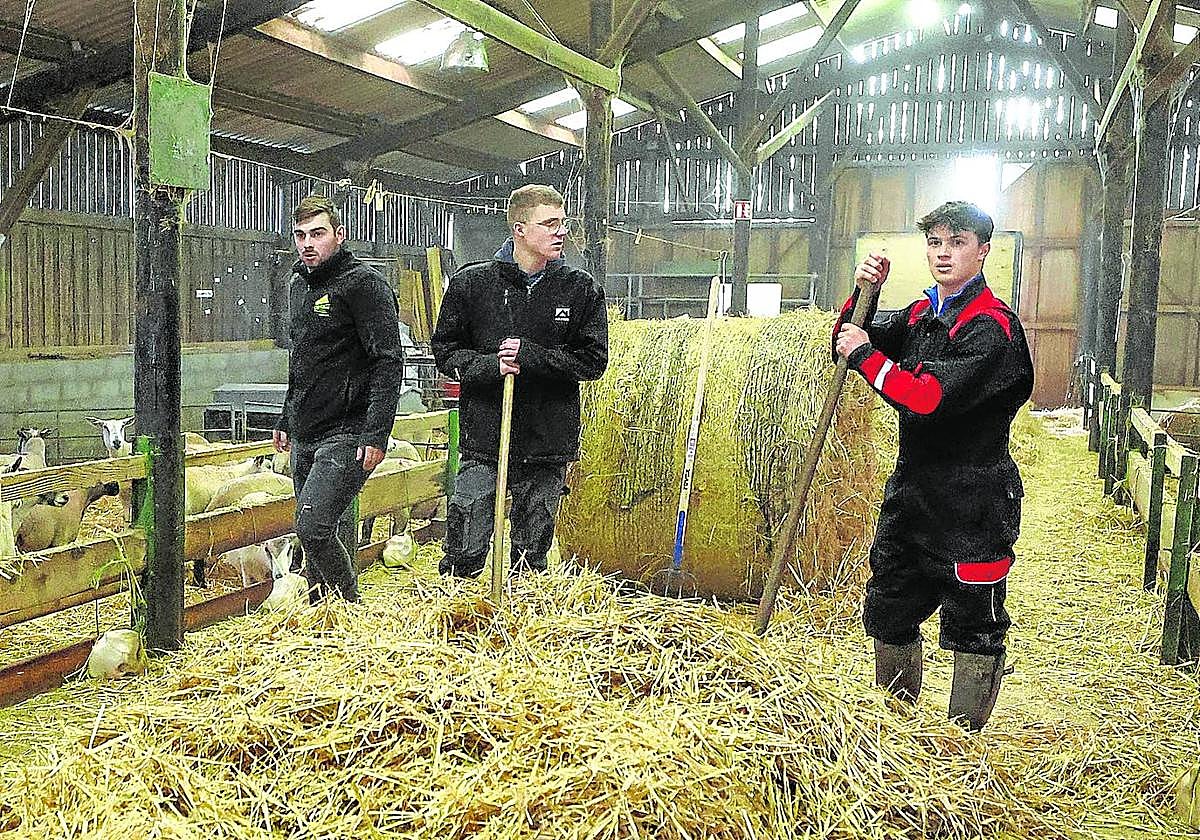 Estudiantes franceses realizan prácticas en un establo.