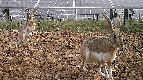 Plantas fotovoltaicas y biodiversidad, una convivencia «muy aprovechable» para el planeta