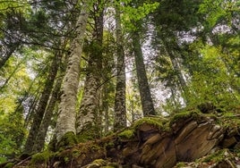 Bosque en España.