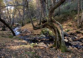 Bosque en Canencia.