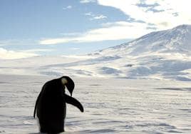 Pingüino se limpia el plumaje en el mar de hielo que circunda la base del volcán Monte Erebus, en la Antártida.