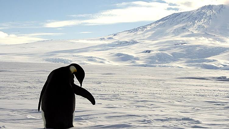 El cambio climático «trastoca la personalidad» de los pingüinos