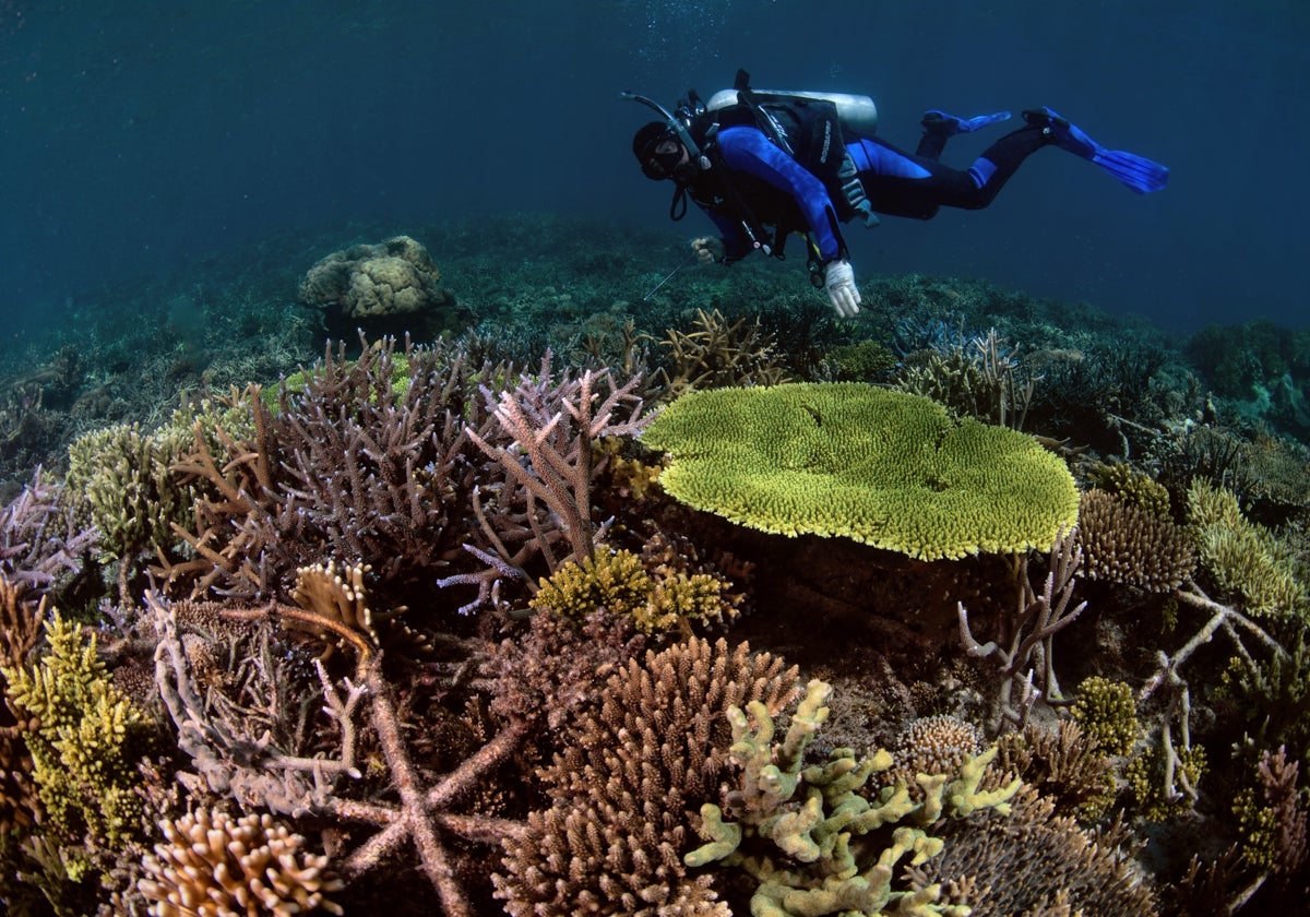 Imágenes de la restauración del arrecife de coral en Indonesia.