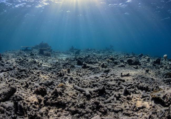 Estado inicial del arrecife de coral antes de la restauración.