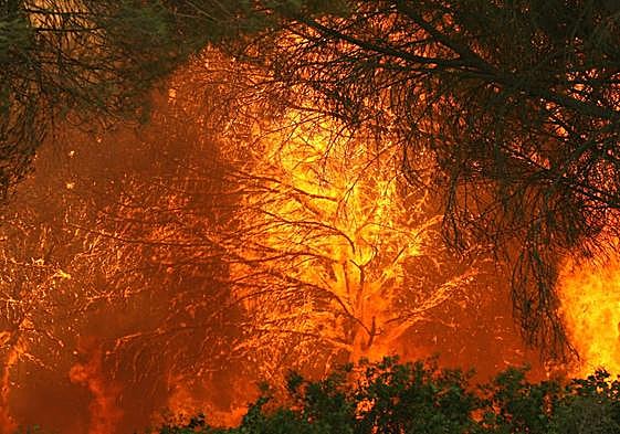 Vista de las llamas de los pinares de la zona del paraje de Roche, en Conil de la Frontera, Cádiz.