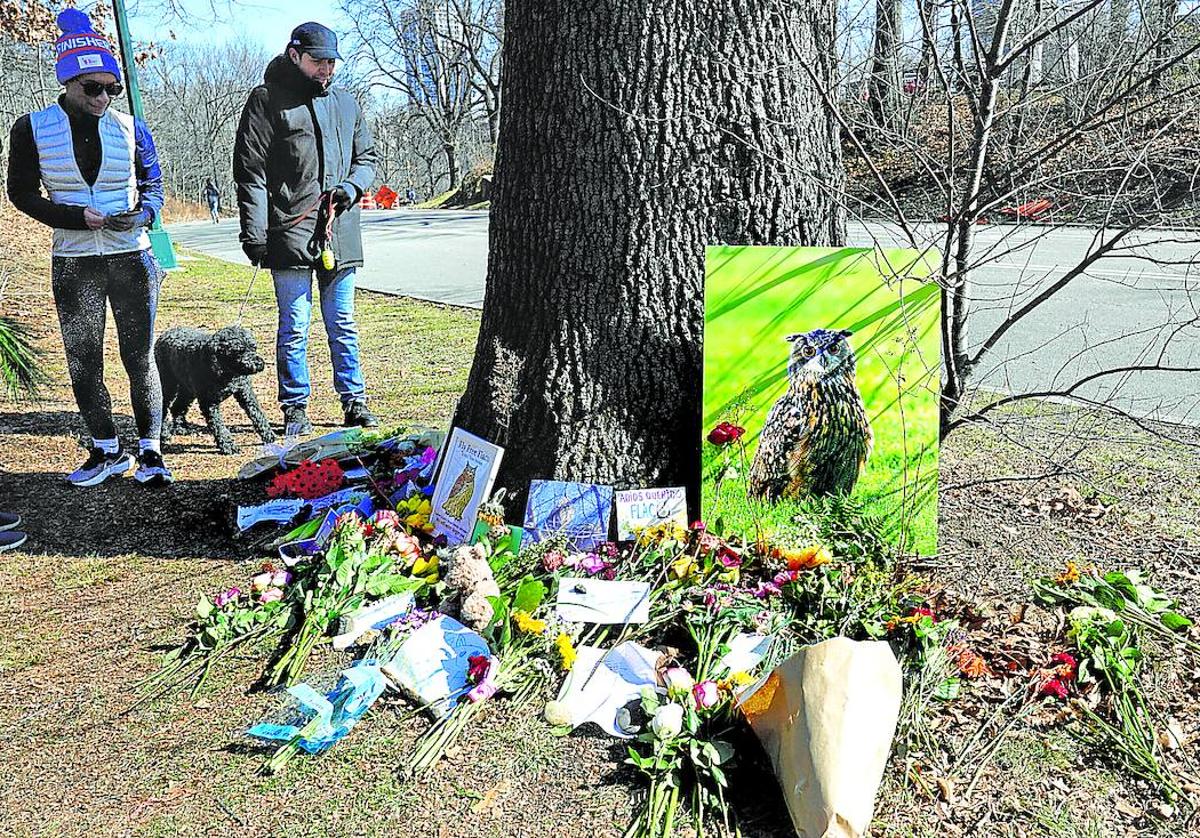 Ciudadanos dejan flores para Flaco en un roble de Central Park.