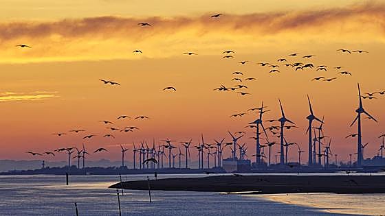 La inteligencia artificial española que protege las aves de los parques eólicos