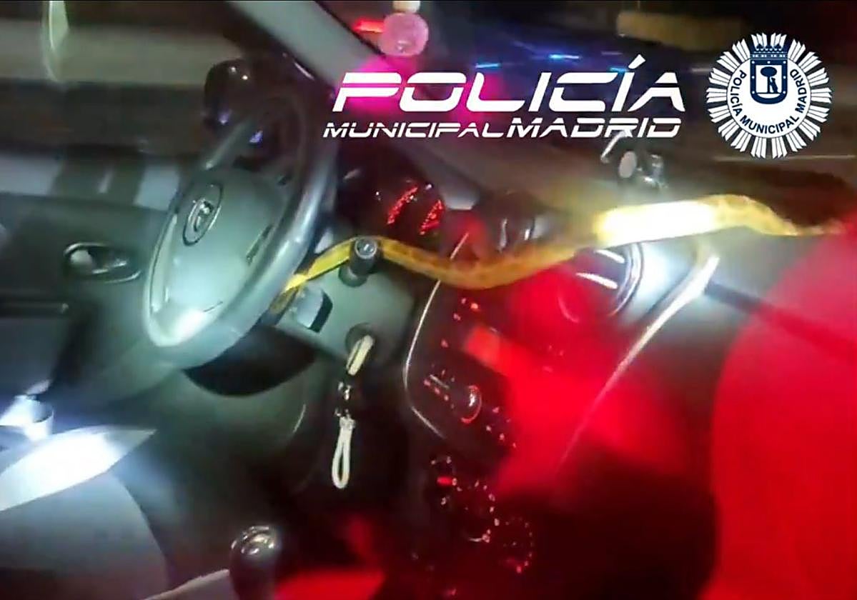 La serpiente en el interior del coche.