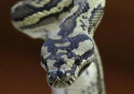 Imagen de una serpiente pitón.